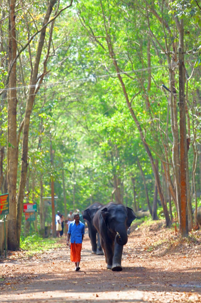 Kerala Elefantes